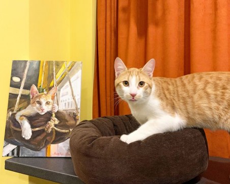 Героите на Коткотеката в София вдъхновиха родна художничка