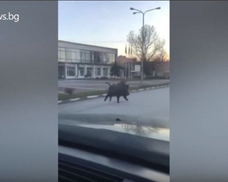 Живи коледни мезета бягат по улиците в Пловдивско