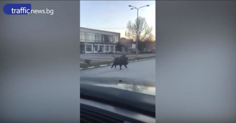 Живи коледни мезета бягат по улиците в Пловдивско