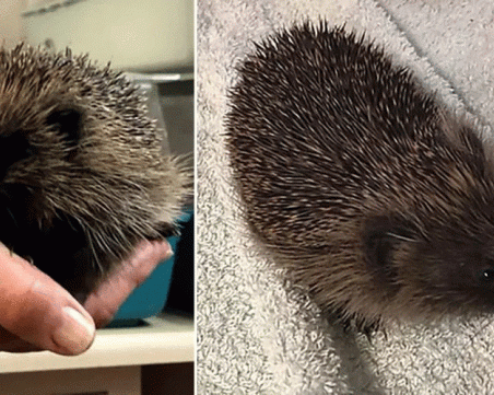 Гладни таралежчета излязоха по улиците във Великобритания