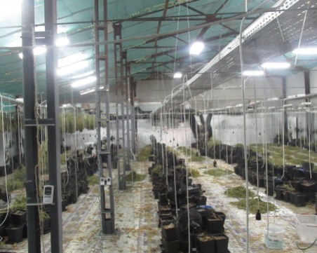 Мащабна акция в Русе: Хванаха наркотици за 1 млн. лв., арестувани са 7 души