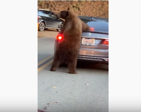 Мечка скочи върху кола, спряла в задръстване