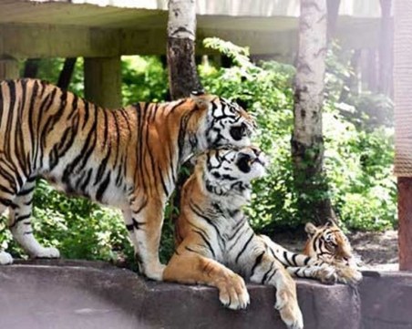 Китайският национален парк се увеличи с 10 сибирски тигърчета