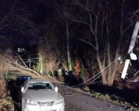 След ураганния вятър в София: 53 сигнала за паднали клони