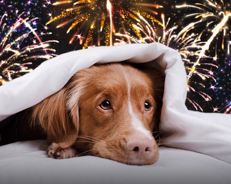Пазете домашните си любимци по празниците! Как да спасим животните от фойерверките?