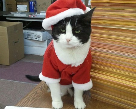 Тези животни определено нямат коледно настроение ФОТОГАЛЕРИЯ