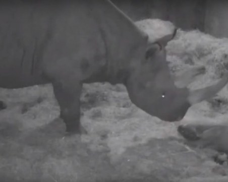 Черен носорог се роди в американски зоопарк