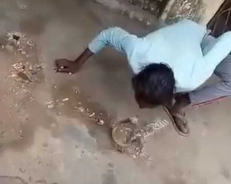 Кобра захапа мъж, опитал да я целуне