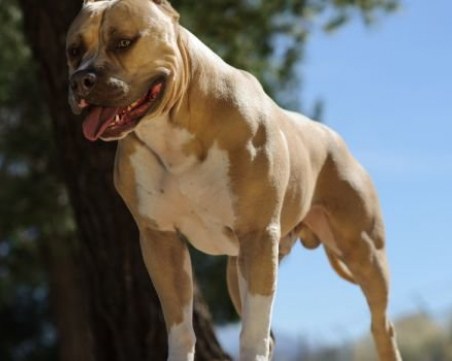 Млад мъж спаси дете от озверял питбул