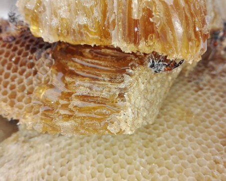 7 неочаквани приложения на пчелния восък