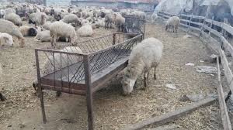 400 домашни животни - обречени на гладна смърт след пожар край Пловдив