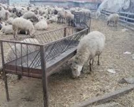 400 домашни животни - обречени на гладна смърт след пожар край Пловдив