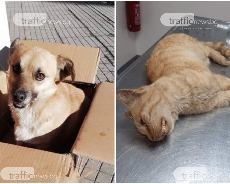 Масово натравяне на кучета в Асеновград! Хората са притеснени