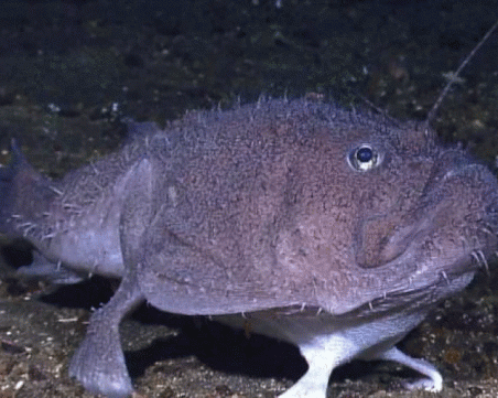 Учени откриха риба с крака, която тича по дъното