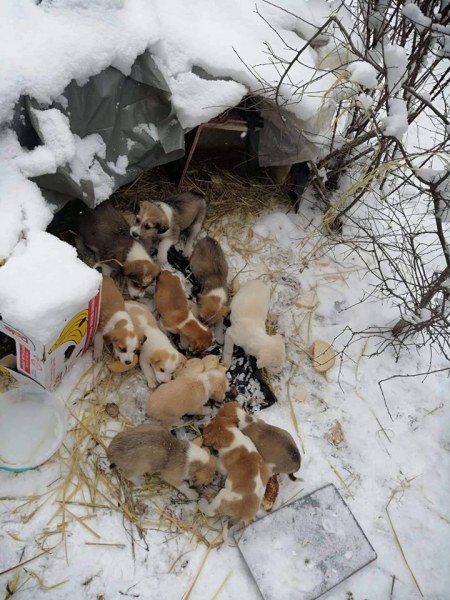 12 кученца мръзнат в снега край Цигов чарк, търсят им приемни домове
