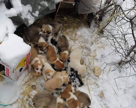 12 кученца мръзнат в снега край Цигов чарк, търсят им приемни домове