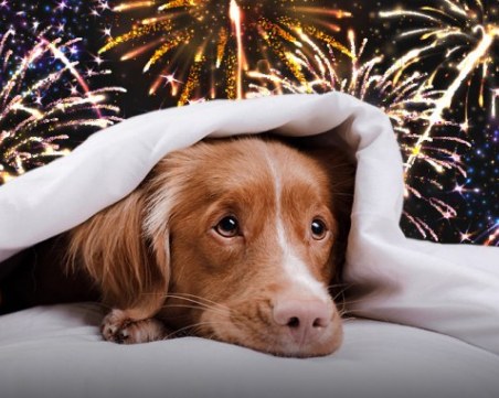 Тъжната история на Тоби, който на Нова година ще бъде приспан