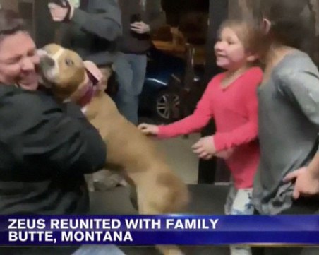 Върнаха откраднато куче, намерено на 3 хил. км от дома