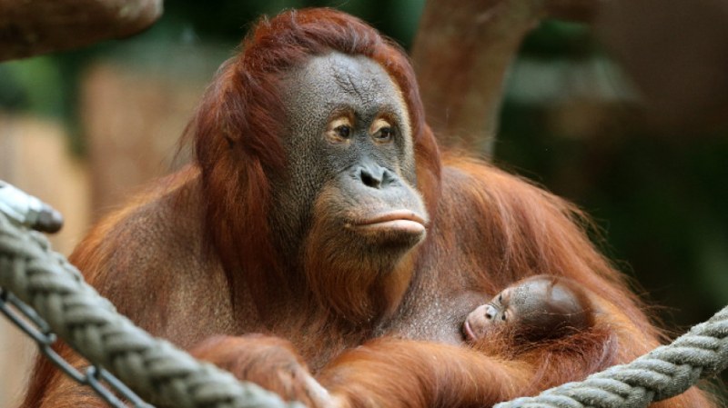 Пожар причини смъртта на десетки животни в зоопарк
