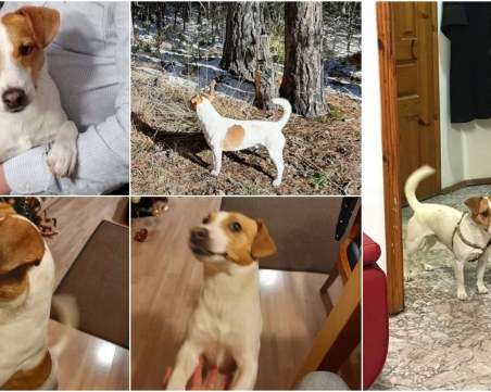 Бори изчезна в балкана край Пловдив! Виждали ли сте го?