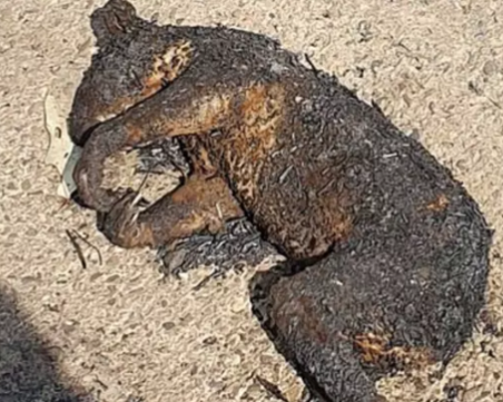 Половин милиард животни са загинали в адските пламъци в Австралия