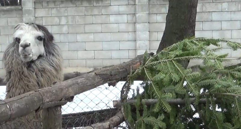 Непотребни коледни елхи хранят животните в зоопарка във Варна