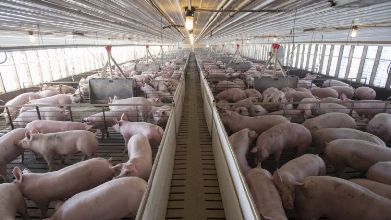 Ново огнище на Африканска чума по свинете, отцепват зоната около фермата