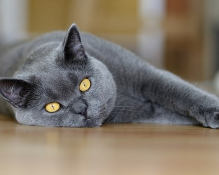 Жестоко! Мъж застреля котарака на съседа след спор