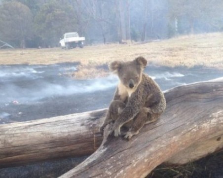 Българка разказва за ужаса в Австралия