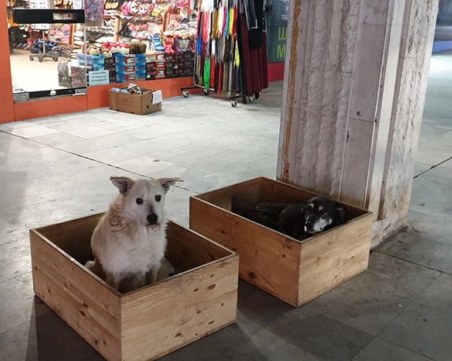 Добро дело! Къщички топлят бездомните кучета в столичен подлез