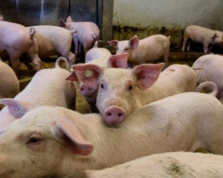 Откриха четири нови огнища на Африканска чума по свинете у нас