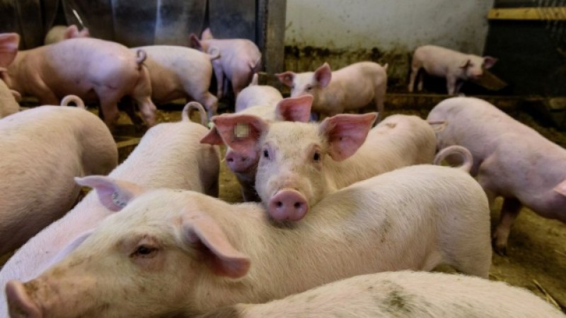 Откриха четири нови огнища на Африканска чума по свинете у нас