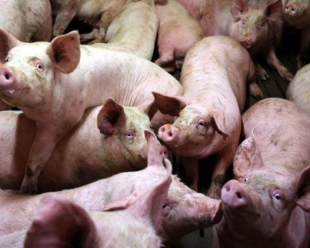 Унищожават над 40 000 прасета в цялата страна
