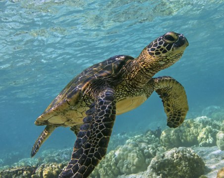 Близо 300 морски костенурки загинаха заради паразит край Мексико