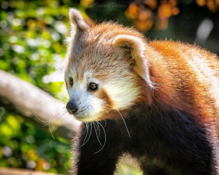 Червен панда беглец! За втори път Къш изчезна