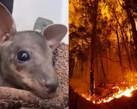 Фермер спаси бебе кенгуру от пламъците в Австралия