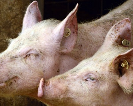 Има ли опасност от втора вълна на Африканска чума по свинете у нас?