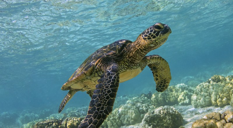 Близо 300 морски костенурки загинаха заради паразит край Мексико