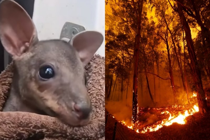 Фермер спаси бебе кенгуру от пламъците в Австралия