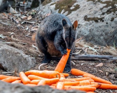 Изсипаха тонове храна от хеликоптер за бедстващите животни в Австралия