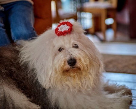 Кучето Мон и доброволци плетат мартенички в подкрепа на онкоболната Гери