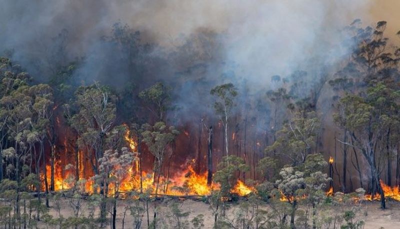Пожарникар загина, борейки се с огъня в Австралия, жертвите вече са 28