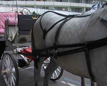 Подпалиха няколко файтона за туристи в Несебър