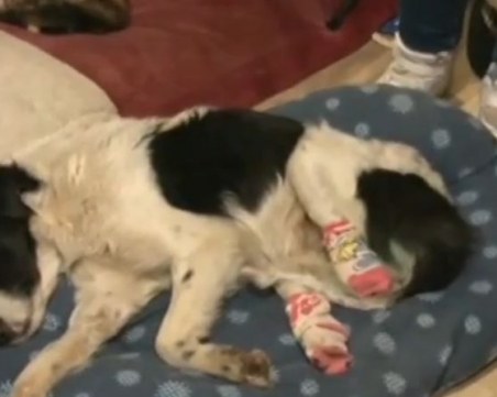 Спасиха куче с отрязани крайници в Кърджали