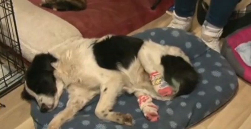 Спасиха куче с отрязани крайници в Кърджали