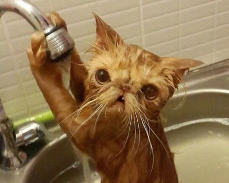 Котка ощети стопаните си с близо 40 000 долара