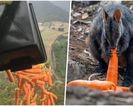 Самолети доставят хиляди килограми моркови и картофи за животните в Австралия