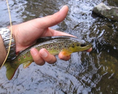 Обявиха на търг рибарник край Раковски