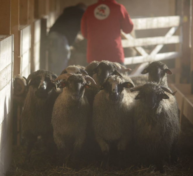 180 овце, спасени при потъването на кораб в Румъния, живеят втори живот