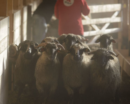 180 овце, спасени при потъването на кораб в Румъния, живеят втори живот